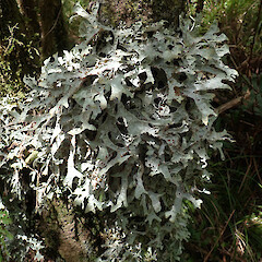 Wainuiomata.<br>Photographer: Melissa Hutchison, Date taken: 27/11/2019, Licence: <a target='_blank' href='https://creativecommons.org/licenses/by-nc/4.0'>CC BY-NC</a>. <a class='member-message' href='/nzpcn/why-join-nzpcn/' target='_blank'>Members can view a larger version of this image.</a>