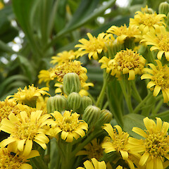 In cultivation, Queens Park, Invercargill.<br>Photographer: Jesse Bythell, Date taken: 15/12/2021, Licence: <a target='_blank' href='https://creativecommons.org/licenses/by-nc/4.0'>CC BY-NC</a>. <a class='member-message' href='/nzpcn/why-join-nzpcn/' target='_blank'>Members can view a larger version of this image.</a>