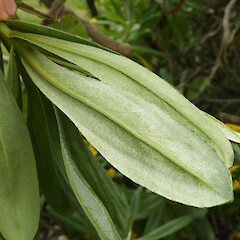 Abaxial leaf surface, in cultivation, Queens Park, Invercargill.<br>Photographer: Jesse Bythell, Date taken: 15/12/2021, Licence: <a target='_blank' href='https://creativecommons.org/licenses/by-nc/4.0'>CC BY-NC</a>. <a class='member-message' href='/nzpcn/why-join-nzpcn/' target='_blank'>Members can view a larger version of this image.</a>