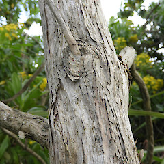 Bark detail, in cultivation, Queens Park, Invercargill.<br>Photographer: Jesse Bythell, Date taken: 15/12/2021, Licence: <a target='_blank' href='https://creativecommons.org/licenses/by-nc/4.0'>CC BY-NC</a>. <a class='member-message' href='/nzpcn/why-join-nzpcn/' target='_blank'>Members can view a larger version of this image.</a>