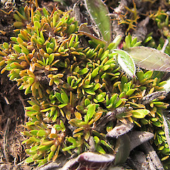 Enys Scientific Reserve, Castle Hill.<br>Photographer: Melissa Hutchison, Date taken: 10/11/2016, Licence: <a target='_blank' href='https://creativecommons.org/licenses/by-nc/4.0'>CC BY-NC</a>.