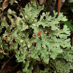 Heaphy Track, Karamea.<br>Photographer: Melissa Hutchison, Date taken: 04/04/2021, Licence: <a target='_blank' href='https://creativecommons.org/licenses/by-nc/4.0'>CC BY-NC</a>. <a class='member-message' href='/nzpcn/why-join-nzpcn/' target='_blank'>Members can view a larger version of this image.</a>