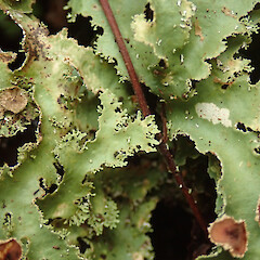 Heaphy Track, Karamea.<br>Photographer: Melissa Hutchison, Date taken: 04/04/2021, Licence: <a target='_blank' href='https://creativecommons.org/licenses/by-nc/4.0'>CC BY-NC</a>. <a class='member-message' href='/nzpcn/why-join-nzpcn/' target='_blank'>Members can view a larger version of this image.</a>