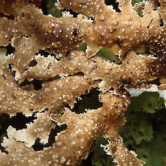 Heaphy Track, Karamea.<br>Photographer: Melissa Hutchison, Date taken: 04/04/2021, Licence: <a target='_blank' href='https://creativecommons.org/licenses/by-nc/4.0'>CC BY-NC</a>. <a class='member-message' href='/nzpcn/why-join-nzpcn/' target='_blank'>Members can view a larger version of this image.</a>