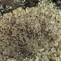 On rock. Lyttelton.<br>Photographer: Melissa Hutchison, Date taken: 15/03/2020, Licence: <a target='_blank' href='https://creativecommons.org/licenses/by-nc/4.0'>CC BY-NC</a>. <a class='member-message' href='/nzpcn/why-join-nzpcn/' target='_blank'>Members can view a larger version of this image.</a>