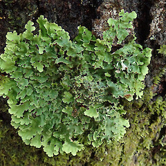 Hinewai Reserve, Banks Peninsula.<br>Photographer: Melissa Hutchison, Date taken: 19/10/2019, Licence: <a target='_blank' href='https://creativecommons.org/licenses/by-nc/4.0'>CC BY-NC</a>. <a class='member-message' href='/nzpcn/why-join-nzpcn/' target='_blank'>Members can view a larger version of this image.</a>