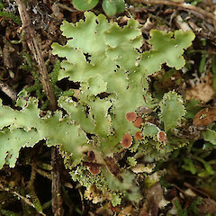 Montgomery Scenic Reserve, Banks Peninsula.<br>Photographer: Melissa Hutchison, Date taken: 16/08/2020, Licence: <a target='_blank' href='https://creativecommons.org/licenses/by-nc/4.0'>CC BY-NC</a>. <a class='member-message' href='/nzpcn/why-join-nzpcn/' target='_blank'>Members can view a larger version of this image.</a>