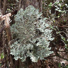Wainuiomata.<br>Photographer: Melissa Hutchison, Date taken: 27/11/2019, Licence: <a target='_blank' href='https://creativecommons.org/licenses/by-nc/4.0'>CC BY-NC</a>. <a class='member-message' href='/nzpcn/why-join-nzpcn/' target='_blank'>Members can view a larger version of this image.</a>