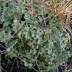 Hinewai Reserve, Banks Peninsula.<br>Photographer: Melissa Hutchison, Date taken: 19/10/2019, Licence: <a target='_blank' href='https://creativecommons.org/licenses/by-nc/4.0'>CC BY-NC</a>. <a class='member-message' href='/nzpcn/why-join-nzpcn/' target='_blank'>Members can view a larger version of this image.</a>