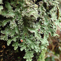 Dunsdale Recreation Reserve, Southland.<br>Photographer: Melissa Hutchison, Date taken: 18/11/2019, Licence: <a target='_blank' href='https://creativecommons.org/licenses/by-nc/4.0'>CC BY-NC</a>. <a class='member-message' href='/nzpcn/why-join-nzpcn/' target='_blank'>Members can view a larger version of this image.</a>