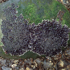 Hinewai Reserve, Banks Peninsula.<br>Photographer: Melissa Hutchison, Date taken: 19/10/2019, Licence: <a target='_blank' href='https://creativecommons.org/licenses/by-nc/4.0'>CC BY-NC</a>. <a class='member-message' href='/nzpcn/why-join-nzpcn/' target='_blank'>Members can view a larger version of this image.</a>