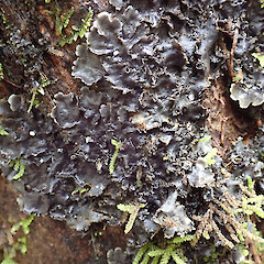 Dunsdale Recreation Reserve, Southland.<br>Photographer: Melissa Hutchison, Date taken: 18/11/2019, Licence: <a target='_blank' href='https://creativecommons.org/licenses/by-nc/4.0'>CC BY-NC</a>. <a class='member-message' href='/nzpcn/why-join-nzpcn/' target='_blank'>Members can view a larger version of this image.</a>