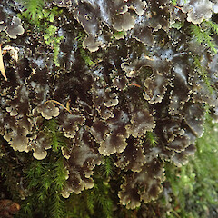 Pseudocyphellaria fimbriatoides