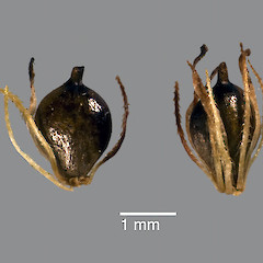Nuts with hypogenous bristles. Pauatahanui Inlet.<br>Photographer: Jeremy R. Rolfe, Date taken: 22/03/2009, Licence: <a target='_blank' href='https://creativecommons.org/licenses/by/4.0'>CC BY</a>.