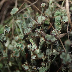 Cladonia verticillata