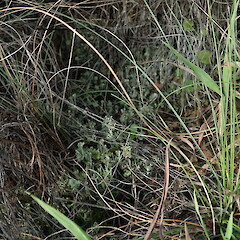 Terricolous on coast under Rytidosperma sp., Waipu Northland.<br>Photographer: Marley Ford, Date taken: 11/04/2022, Licence: <a target='_blank' href='https://creativecommons.org/licenses/by-nc/4.0'>CC BY-NC</a>. <a class='member-message' href='/nzpcn/why-join-nzpcn/' target='_blank'>Members can view a larger version of this image.</a>