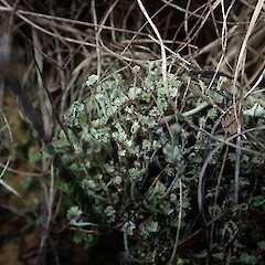 Terricolous on coast, Waipu Northland.<br>Photographer: Marley Ford, Date taken: 11/06/2021, Licence: <a target='_blank' href='https://creativecommons.org/licenses/by-nc/4.0'>CC BY-NC</a>. <a class='member-message' href='/nzpcn/why-join-nzpcn/' target='_blank'>Members can view a larger version of this image.</a>
