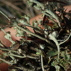 Terricolous on coast, Waipu Northland.<br>Photographer: Marley Ford, Date taken: 11/06/2021, Licence: <a target='_blank' href='https://creativecommons.org/licenses/by-nc/4.0'>CC BY-NC</a>. <a class='member-message' href='/nzpcn/why-join-nzpcn/' target='_blank'>Members can view a larger version of this image.</a>