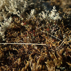 Terricolous lichen with Cladia gorgonea, Hypnum cupressiforme and Campylopus clavatus, Watchman Island Auckland.<br>Photographer: Marley Ford, Date taken: 02/04/2022, Licence: <a target='_blank' href='https://creativecommons.org/licenses/by/4.0'>CC BY</a>. <a class='member-message' href='/nzpcn/why-join-nzpcn/' target='_blank'>Members can view a larger version of this image.</a>