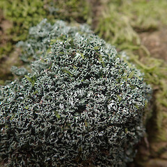 Squamules, Point Chev Auckland.<br>Photographer: Marley Ford, Date taken: 20/09/2021, Licence: <a target='_blank' href='https://creativecommons.org/licenses/by/4.0'>CC BY</a>. <a class='member-message' href='/nzpcn/why-join-nzpcn/' target='_blank'>Members can view a larger version of this image.</a>