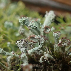 Cladonia cervicornis