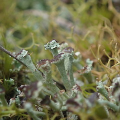 Terricolous on coastal bank, Point Chev Auckland.<br>Photographer: Marley Ford, Date taken: 07/10/2021, Licence: <a target='_blank' href='https://creativecommons.org/licenses/by-nc/4.0'>CC BY-NC</a>. <a class='member-message' href='/nzpcn/why-join-nzpcn/' target='_blank'>Members can view a larger version of this image.</a>