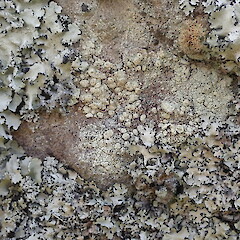On boulders, Whangarei Heads Northland.<br>Photographer: Marley Ford, Date taken: 02/11/2020, Licence: <a target='_blank' href='https://creativecommons.org/licenses/by-nc/4.0'>CC BY-NC</a>. <a class='member-message' href='/nzpcn/why-join-nzpcn/' target='_blank'>Members can view a larger version of this image.</a>