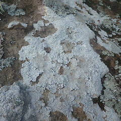 On coastal boulders, Whangarei Heads Northland.<br>Photographer: Marley Ford, Date taken: 02/11/2020, Licence: <a target='_blank' href='https://creativecommons.org/licenses/by/4.0'>CC BY</a>. <a class='member-message' href='/nzpcn/why-join-nzpcn/' target='_blank'>Members can view a larger version of this image.</a>