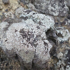 On boulders, Piha Auckland.<br>Photographer: Marley Ford, Date taken: 26/05/2019, Licence: <a target='_blank' href='https://creativecommons.org/licenses/by-nc/4.0'>CC BY-NC</a>. <a class='member-message' href='/nzpcn/why-join-nzpcn/' target='_blank'>Members can view a larger version of this image.</a>