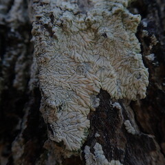 Corticolous on pohutukawa, Watchman Island Auckland.<br>Photographer: Marley Ford, Date taken: 02/04/2022, Licence: <a target='_blank' href='https://creativecommons.org/licenses/by-nc/4.0'>CC BY-NC</a>. <a class='member-message' href='/nzpcn/why-join-nzpcn/' target='_blank'>Members can view a larger version of this image.</a>