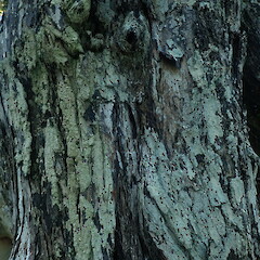 Corticolous on pohutukawa, Watchman Island Auckland.<br>Photographer: Marley Ford, Date taken: 02/04/2022, Licence: <a target='_blank' href='https://creativecommons.org/licenses/by-nc/4.0'>CC BY-NC</a>. <a class='member-message' href='/nzpcn/why-join-nzpcn/' target='_blank'>Members can view a larger version of this image.</a>
