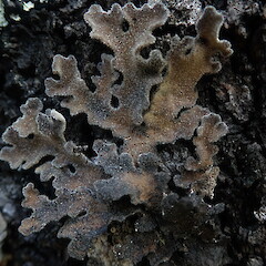 Pseudocyphellaria pubescens