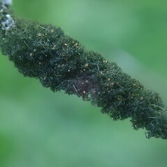 Leptogidium contortum