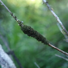 Corticolous on manuka twig, Puhoi Auckland.<br>Photographer: Marley Ford, Date taken: 23/02/2022, Licence: <a target='_blank' href='https://creativecommons.org/licenses/by-nc/4.0'>CC BY-NC</a>. <a class='member-message' href='/nzpcn/why-join-nzpcn/' target='_blank'>Members can view a larger version of this image.</a>