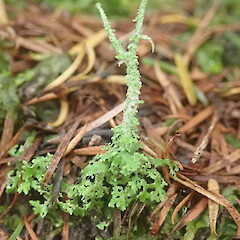 Terricolous under kanuka, Waimata Gisborne.<br>Photographer: Marley Ford, Date taken: 25/01/2022, Licence: <a target='_blank' href='https://creativecommons.org/licenses/by-nc/4.0'>CC BY-NC</a>. <a class='member-message' href='/nzpcn/why-join-nzpcn/' target='_blank'>Members can view a larger version of this image.</a>