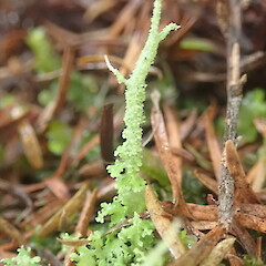 Terricolous under kanuka, Waimata Gisborne.<br>Photographer: Marley Ford, Date taken: 25/01/2022, Licence: <a target='_blank' href='https://creativecommons.org/licenses/by-nc/4.0'>CC BY-NC</a>. <a class='member-message' href='/nzpcn/why-join-nzpcn/' target='_blank'>Members can view a larger version of this image.</a>