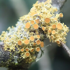 On twig on forest edge, Pureora.<br>Photographer: Marley Ford, Date taken: 06/01/2022, Licence: <a target='_blank' href='https://creativecommons.org/licenses/by-nc/4.0'>CC BY-NC</a>. <a class='member-message' href='/nzpcn/why-join-nzpcn/' target='_blank'>Members can view a larger version of this image.</a>