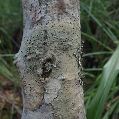 Corticolous on mapou, Rangitoto Island Auckland.<br>Photographer: Marley Ford, Date taken: 26/02/2022, Licence: <a target='_blank' href='https://creativecommons.org/licenses/by-nc/4.0'>CC BY-NC</a>. <a class='member-message' href='/nzpcn/why-join-nzpcn/' target='_blank'>Members can view a larger version of this image.</a>