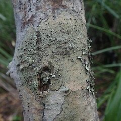 Corticolous on mapou, Rangitoto Island Auckland.<br>Photographer: Marley Ford, Date taken: 26/02/2022, Licence: <a target='_blank' href='https://creativecommons.org/licenses/by-nc/4.0'>CC BY-NC</a>. <a class='member-message' href='/nzpcn/why-join-nzpcn/' target='_blank'>Members can view a larger version of this image.</a>