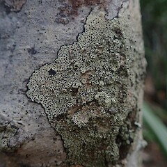 Corticolous on mapou, Rangitoto Island Auckland.<br>Photographer: Marley Ford, Date taken: 26/02/2022, Licence: <a target='_blank' href='https://creativecommons.org/licenses/by-nc/4.0'>CC BY-NC</a>. <a class='member-message' href='/nzpcn/why-join-nzpcn/' target='_blank'>Members can view a larger version of this image.</a>