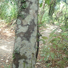 Large corticolous specimen, Huia Auckland.<br>Photographer: Marley Ford, Date taken: 05/03/2022, Licence: <a target='_blank' href='https://creativecommons.org/licenses/by-nc/4.0'>CC BY-NC</a>. <a class='member-message' href='/nzpcn/why-join-nzpcn/' target='_blank'>Members can view a larger version of this image.</a>