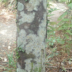 Large corticolous specimen, Huia Auckland.<br>Photographer: Marley Ford, Date taken: 05/03/2022, Licence: <a target='_blank' href='https://creativecommons.org/licenses/by-nc/4.0'>CC BY-NC</a>. <a class='member-message' href='/nzpcn/why-join-nzpcn/' target='_blank'>Members can view a larger version of this image.</a>