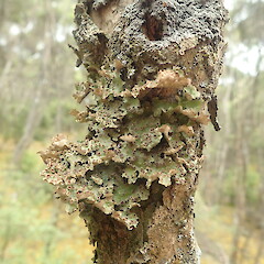 Sticta cinereoglauca