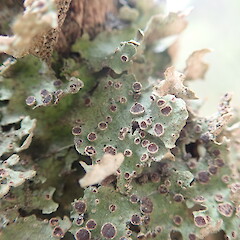 Corticolous on sand kanuka, Poutu Northland.<br>Photographer: Marley Ford, Date taken: 17/12/2021, Licence: <a target='_blank' href='https://creativecommons.org/licenses/by-nc/4.0'>CC BY-NC</a>. <a class='member-message' href='/nzpcn/why-join-nzpcn/' target='_blank'>Members can view a larger version of this image.</a>