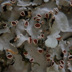 Large corticolous lichen, Huia Auckland.<br>Photographer: Marley Ford, Date taken: 05/03/2022, Licence: <a target='_blank' href='https://creativecommons.org/licenses/by-nc/4.0'>CC BY-NC</a>. <a class='member-message' href='/nzpcn/why-join-nzpcn/' target='_blank'>Members can view a larger version of this image.</a>