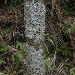 Large corticolous lichen, Huia Auckland.<br>Photographer: Marley Ford, Date taken: 05/03/2022, Licence: <a target='_blank' href='https://creativecommons.org/licenses/by-nc/4.0'>CC BY-NC</a>. <a class='member-message' href='/nzpcn/why-join-nzpcn/' target='_blank'>Members can view a larger version of this image.</a>
