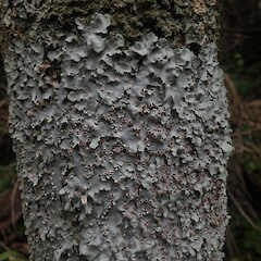 Large corticolous lichen, Huia Auckland.<br>Photographer: Marley Ford, Date taken: 05/03/2022, Licence: <a target='_blank' href='https://creativecommons.org/licenses/by-nc/4.0'>CC BY-NC</a>. <a class='member-message' href='/nzpcn/why-join-nzpcn/' target='_blank'>Members can view a larger version of this image.</a>