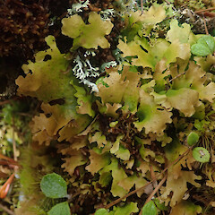 Common lichen amongst bryophytes in subalpine shrub, Mt Anglem Stewart Island.<br>Photographer: Marley Ford, Date taken: 20/03/2022, Licence: <a target='_blank' href='https://creativecommons.org/licenses/by/4.0'>CC BY</a>. <a class='member-message' href='/nzpcn/why-join-nzpcn/' target='_blank'>Members can view a larger version of this image.</a>
