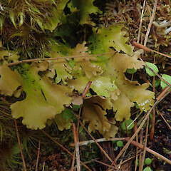 Common lichen amongst bryophytes in subalpine shrub, Mt Anglem Stewart Island.<br>Photographer: Marley Ford, Date taken: 20/03/2022, Licence: <a target='_blank' href='https://creativecommons.org/licenses/by/4.0'>CC BY</a>. <a class='member-message' href='/nzpcn/why-join-nzpcn/' target='_blank'>Members can view a larger version of this image.</a>