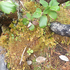 Common lichen amongst bryophytes in subalpine shrub, Mt Anglem Stewart Island.<br>Photographer: Marley Ford, Date taken: 20/03/2022, Licence: <a target='_blank' href='https://creativecommons.org/licenses/by/4.0'>CC BY</a>. <a class='member-message' href='/nzpcn/why-join-nzpcn/' target='_blank'>Members can view a larger version of this image.</a>